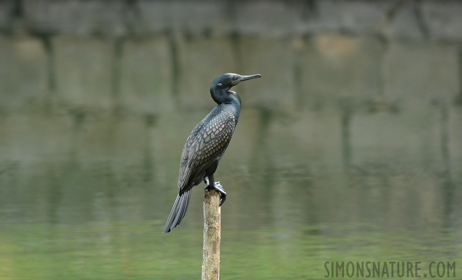 Phalacrocorax fuscicollis [550 mm, 1/160 sec at f / 8.0, ISO 1600]